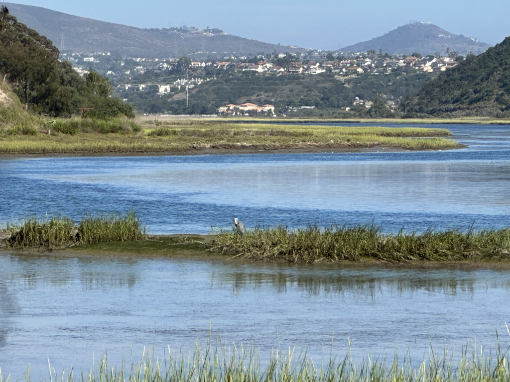 Batiquitos Lagoon wildlife view