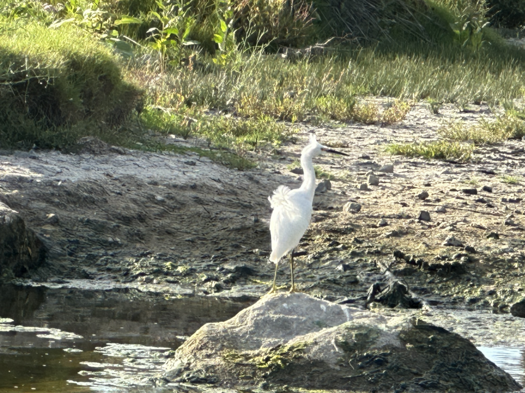 Loma alta bird