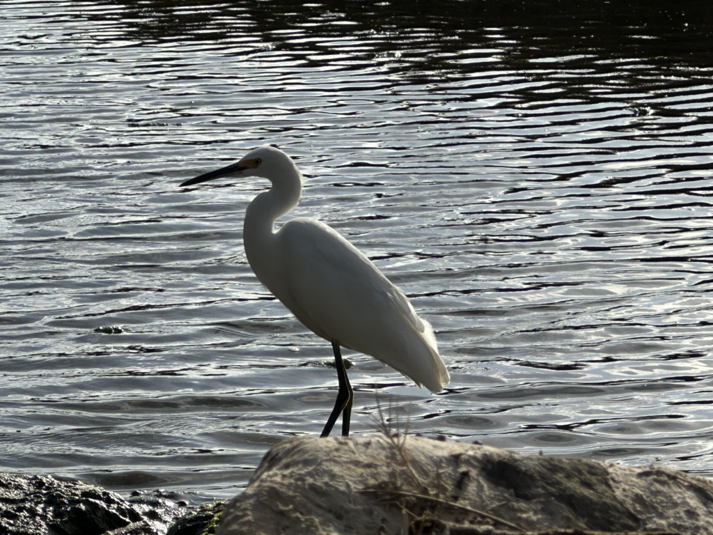 Loma alta heron