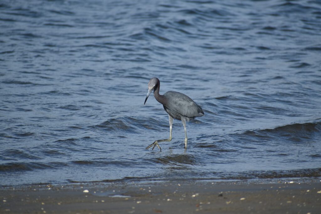 Little Blue Heron - San Diego Bay